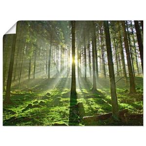 Artland Wandbild "Wald im Gegenlicht", Wald, (1 St.), als Alubild, Leinwandbild, Wandaufkleber oder Poster in versch. Größen