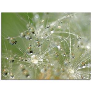 Artland Glasbild "Wassertropfen Pusteblume", Blumen, (1 St.)