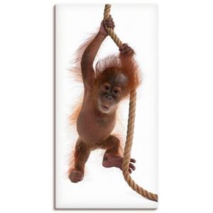 Artland Artprint Baby orang oetan hangt aan het touw I als artprint van aluminium, artprint op linnen, muursticker of poster in verschillende maten