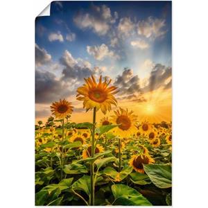 Artland Artprint Zonnebloemen in de zonsondergang als artprint van aluminium, artprint op linnen, muursticker of poster in verschillende maten