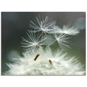 Artland Glasbild "Pusteblume Facility", Blumen, (1 St.)