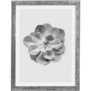 Komar Artprint met lijst Succulent Aeonium machinaal