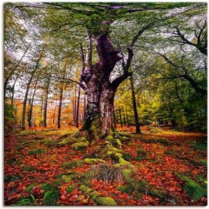 Artland Artprint Boom in het bos als artprint van aluminium, artprint op linnen, muursticker of poster in verschillende maten