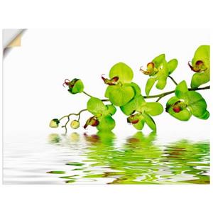 Artland Artprint Mooie orchidee met groene achtergrond als artprint van aluminium, artprint op linnen, muursticker of poster in verschillende maten