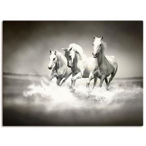 Artland Artprint Kudde van witte paarden als artprint van aluminium, artprint op linnen, muursticker of poster in verschillende maten