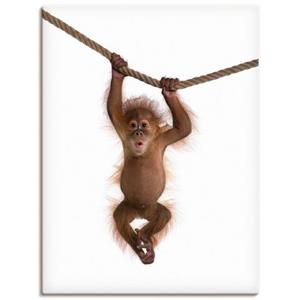 Artland Artprint Baby orang oetan hangt aan het touw II als artprint van aluminium, artprint op linnen, muursticker of poster in verschillende maten