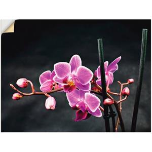 Artland Artprint Een orchidee voor een zwarte achtergrond als artprint op linnen, muursticker of poster in verschillende maten
