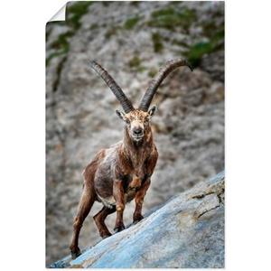 Artland Artprint Steenbok met grote hoorns als artprint van aluminium, artprint op linnen, muursticker of poster in verschillende maten