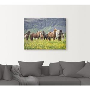 Artland Artprint IJslandse paarden VII als artprint van aluminium, artprint op linnen, muursticker of poster in verschillende maten