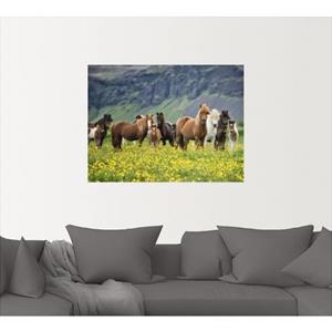 Artland Artprint IJslandse paarden VII als artprint van aluminium, artprint op linnen, muursticker of poster in verschillende maten