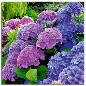 Artland Artprint Hortensia's in de tuin als artprint van aluminium, artprint op linnen, muursticker of poster in verschillende maten