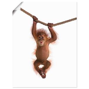 Artland Wandbild "Baby Orang Utan hängt an Seil II", Wildtiere, (1 St.)