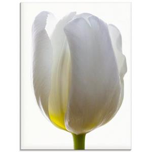 Artland Print op glas Witte tulp in verschillende maten