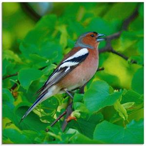 Artland Print op glas Vink lied in verschillende maten