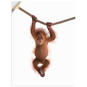 Artland Artprint Baby orang oetan hangt aan het touw II als artprint van aluminium, artprint op linnen, muursticker of poster in verschillende maten