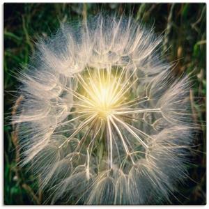 Artland Leinwandbild "Pusteblume Makroaufnahme mit Licht", Blumenbilder, (1 St.)