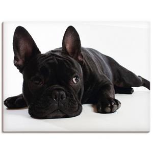 Artland Artprint Bulldog als artprint van aluminium, artprint op linnen, muursticker of poster in verschillende maten