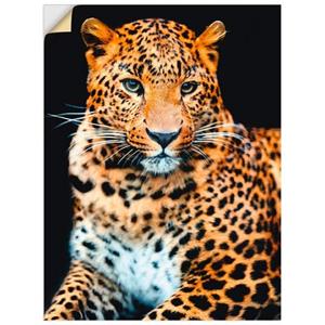 Artland Wandbild "Wütender wilder Leopard", Wildtiere, (1 St.)