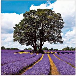 Artland Print op glas Mooi lavendelveld in de zomer in verschillende maten