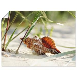 Artland Artprint Grote schelp op het strand als artprint op linnen, muursticker of poster in verschillende maten