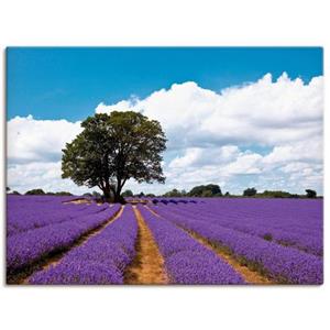 Artland Artprint Mooi lavendelveld in de zomer als artprint van aluminium, artprint op linnen, muursticker of poster in verschillende maten