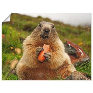 Artland Artprint Marmot als artprint op linnen, muursticker of poster in verschillende maten