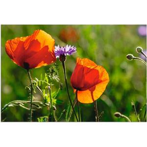 Artland Wandbild "Mohnblumen im Frühling", Blumen, (1 St.), als Alubild, Outdoorbild, Leinwandbild in verschied. Größen