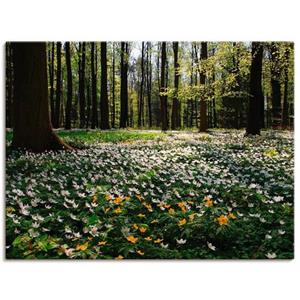 Artland Artprint Lentebos bedekt met anemonen als artprint op linnen, muursticker of poster in verschillende maten