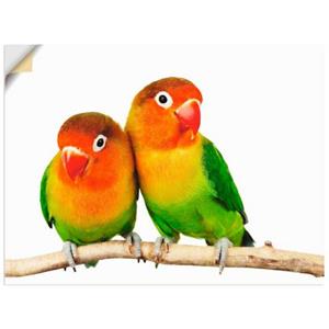 Artland Wandbild "Paar von Grauköpfchen - Papageien", Vögel, (1 St.), als Leinwandbild, Poster, Wandaufkleber in verschied. Größen