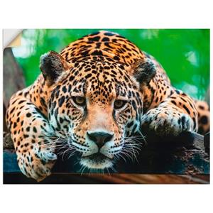 Artland Artprint Zuid-Amerikaanse jaguar als artprint van aluminium, artprint op linnen, muursticker of poster in verschillende maten