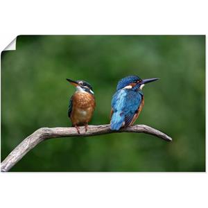 Artland Artprint Twee ijsvogels als artprint van aluminium, artprint op linnen, muursticker of poster in verschillende maten