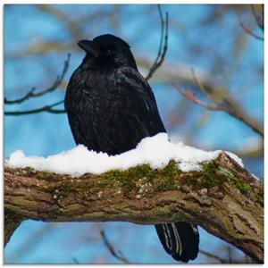 Artland Print op glas Raaf in de winter in verschillende maten