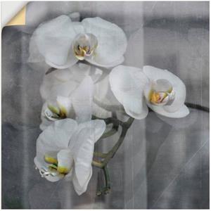Artland Artprint Witte orchideeën - white orchidee als artprint op linnen, muursticker of poster in verschillende maten