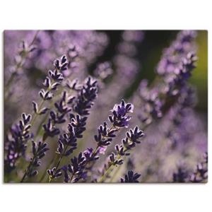 Artland Artprint Lavendel als artprint op linnen, muursticker of poster in verschillende maten