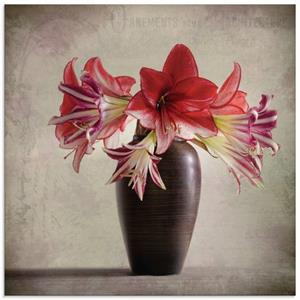 Artland Print op glas Amaryllis vintage II in verschillende maten