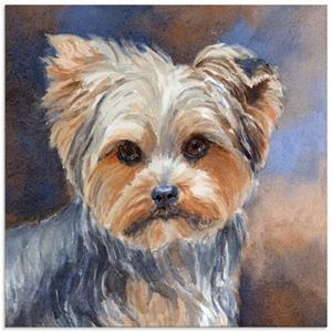 Artland Print op glas Sadie Belle Yorkshire Terrier in verschillende maten