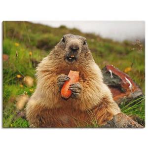 Artland Artprint Marmot als artprint op linnen, muursticker of poster in verschillende maten