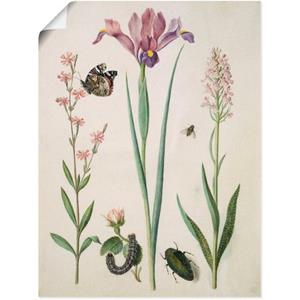 Artland Artprint Admiraal, roos iris orchid. als artprint op linnen, muursticker of poster in verschillende maten