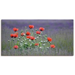 Artland Artprint Lavendel boerderij in Sequim - klaprozen als artprint van aluminium, artprint op linnen, muursticker of poster in verschillende maten