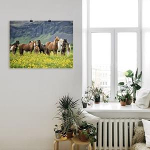 Artland Artprint IJslandse paarden VII als artprint van aluminium, artprint op linnen, muursticker of poster in verschillende maten