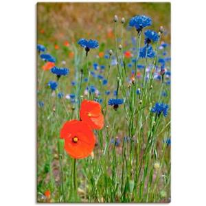 Artland Artprint Weide met klaprozen en korenbloemen als artprint van aluminium, artprint op linnen, muursticker of poster in verschillende maten