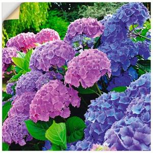 Artland Artprint Hortensia's in de tuin als artprint van aluminium, artprint op linnen, muursticker of poster in verschillende maten