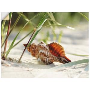 Artland Artprint Grote schelp op het strand als artprint op linnen, muursticker of poster in verschillende maten