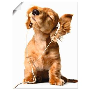 Artland Wandbild "Junger Hund hört Musik über Kopfhörer", Haustiere, (1 St.), als Leinwandbild, Wandaufkleber oder Poster in versch. Größen
