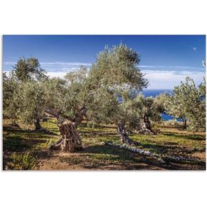 Artland Wandbild "Olivenhain in der Serra de Tramuntana", Küstenbilder, (1 St.), als Alubild, Outdoorbild, Leinwandbild, Poster in verschied. Größen