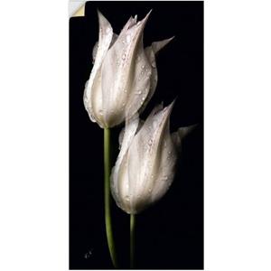 Artland Artprint Witte tulpen in de nacht als artprint van aluminium, artprint op linnen, muursticker of poster in verschillende maten