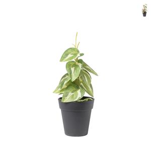 Xenos Plant mini - diverse varianten - ø9x26 cm