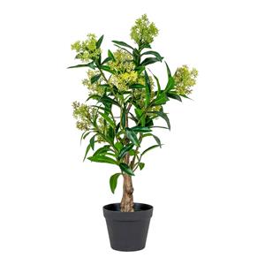 House Nordic Kunst Skimmia japonica Leilaurier | 