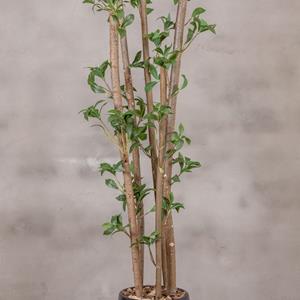 Decoratietakken Kunstplant Ficus - Groen - 160cm(excl.pot)