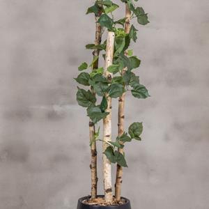 Decoratietakken Kunstplant Berk– Groen – 160cm(incl.pot)